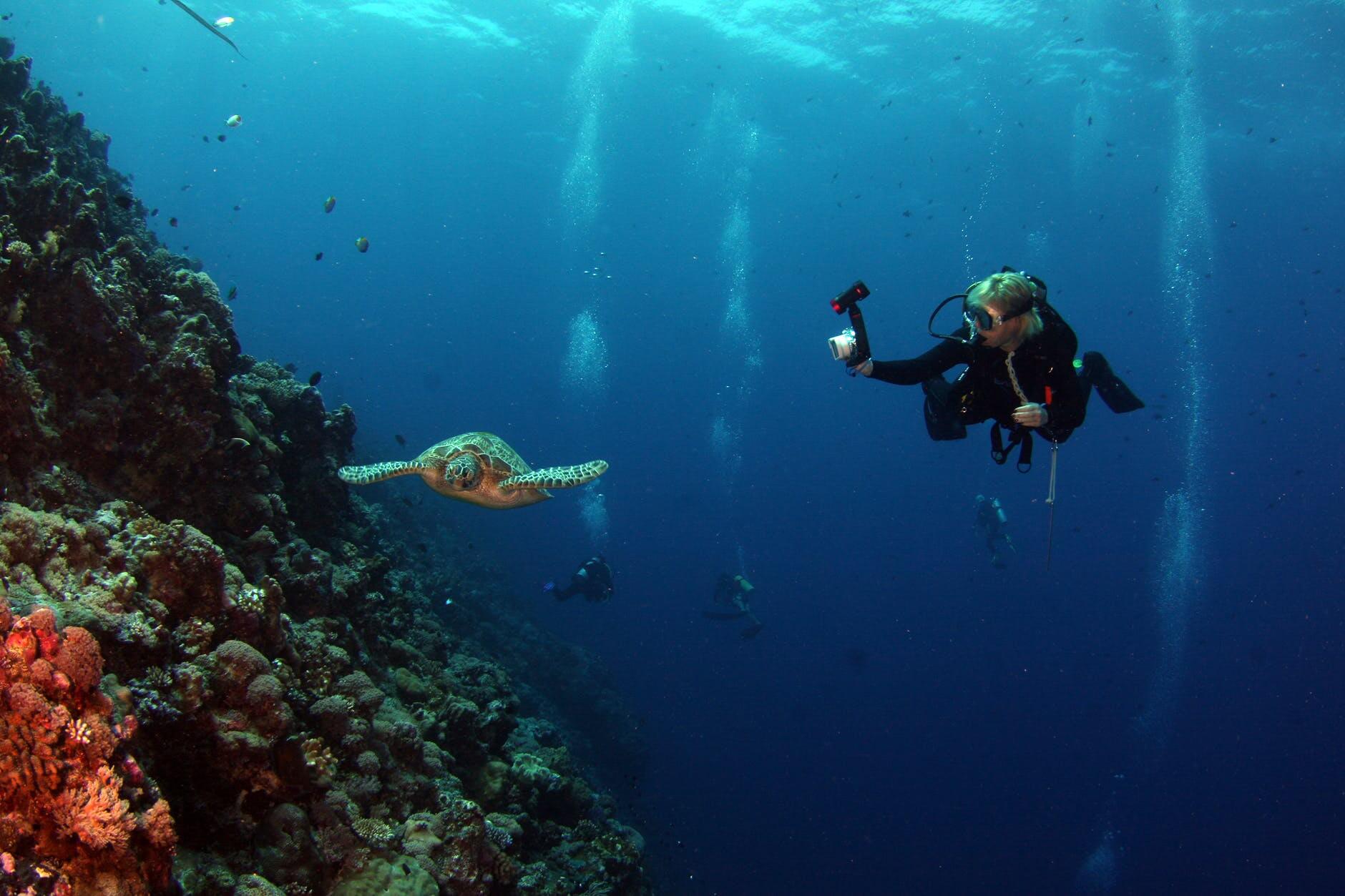 Dive with turtles at Motu Lani