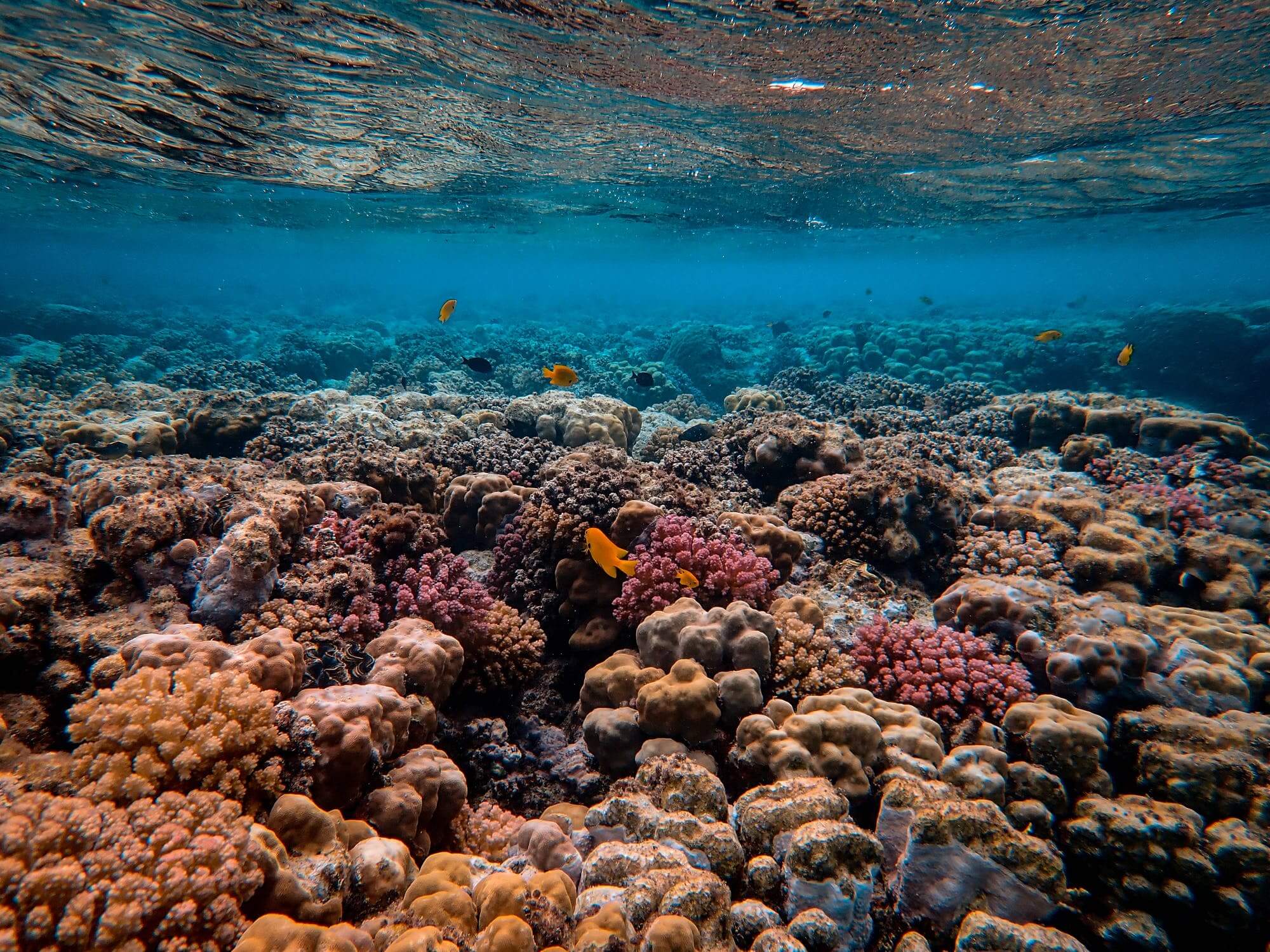 Coral Garden