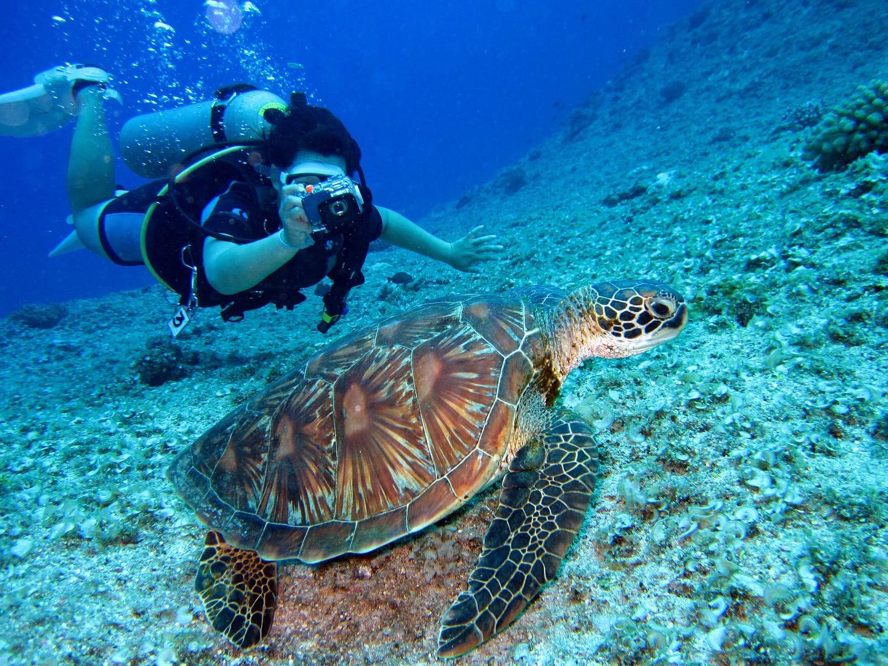 Scuba diver with turtle